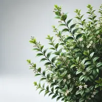 Shrub